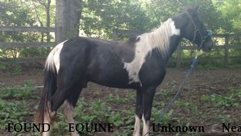 FOUND EQUINE - Unknown Near Hillsboro, OH, 45133